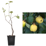 Gutui pe Rod - arbust fructifer de 35 cm cu fructe aromate