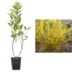 Ploaie de Aur Forsythia - arbust ornamental de 25 cm cu flori galbene strălucitoare