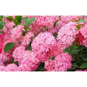 Hortensie rozalie” Pink Annabell” de 15 cm