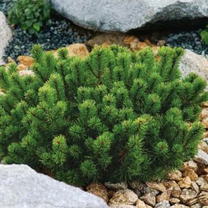 Pin ”Pinus mugo” de 15 cm