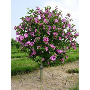 Hibiscus roz (Hibiscus syriacus) de 70cm la ghiveci de 3L