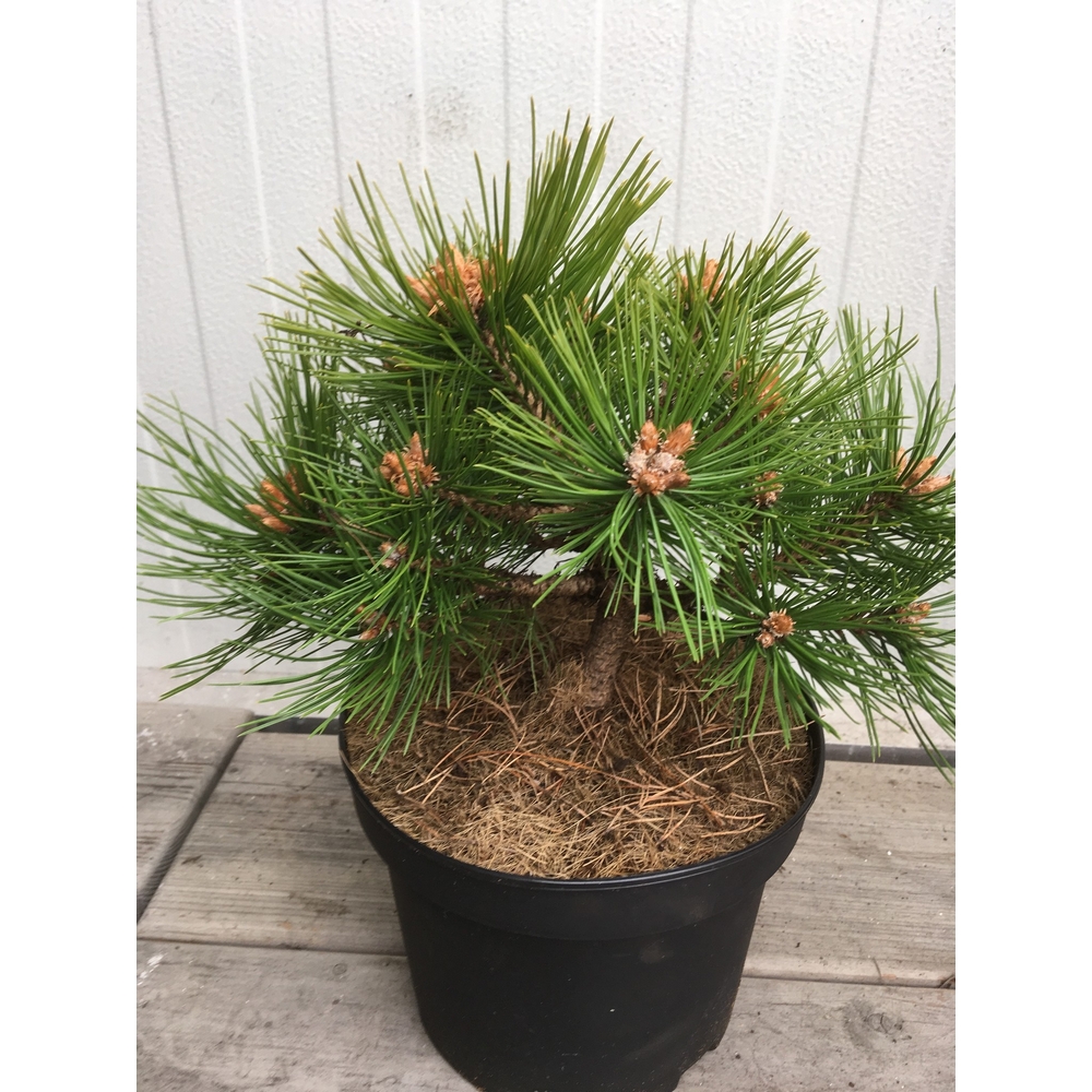 Pin pitic (Pinus mugo 'Pumilio') de 30-35cm la ghiveci de 3L