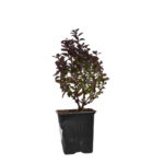 Dracila purpurie pitica (Concorde)_plantland.ro
