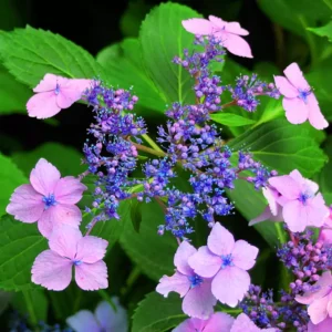 Hortensie Bluebird_plantland.ro