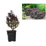 Dracila purpurie pitica (Concorde)_plantland.ro