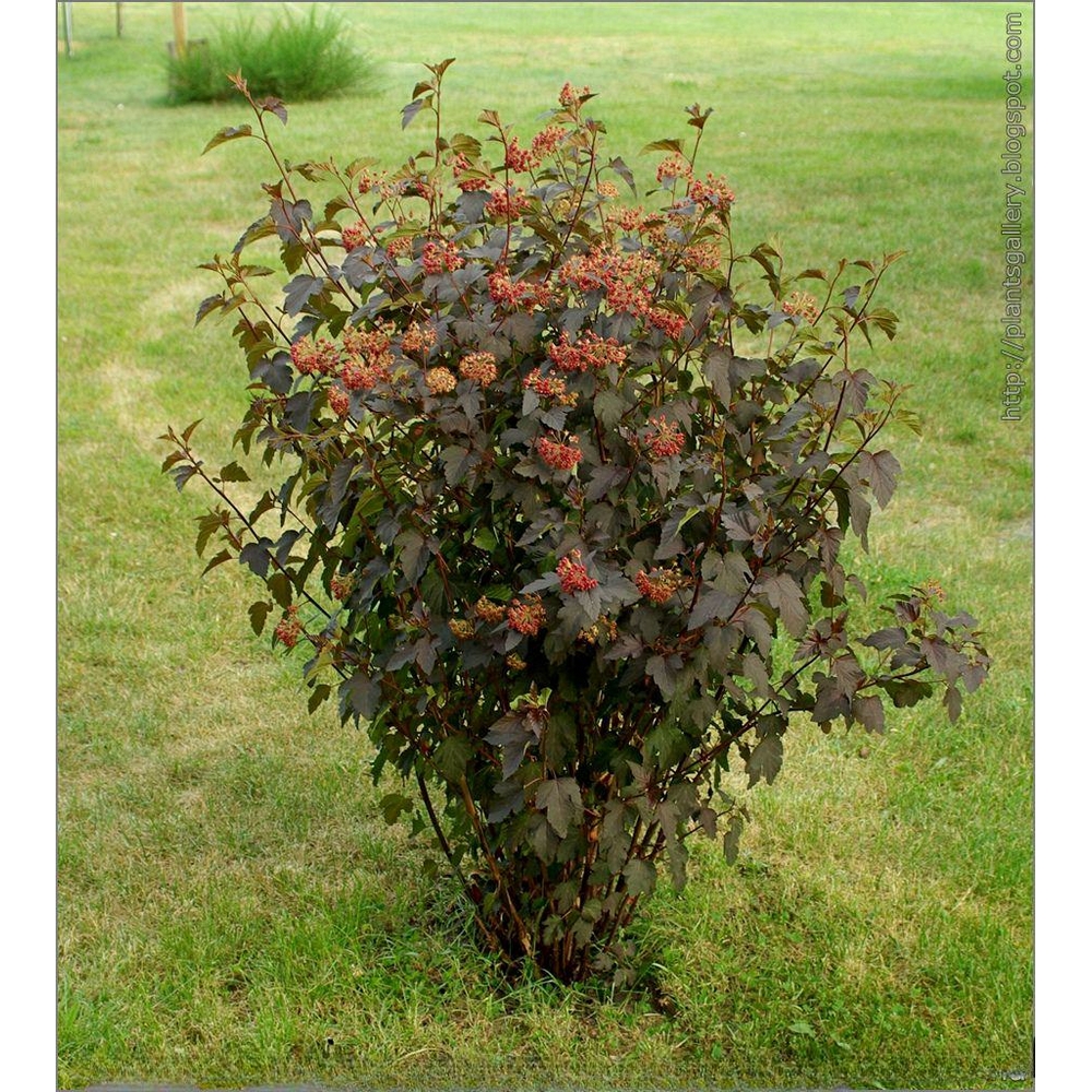 Physocarpus 'Red Baron' de 25-35cm