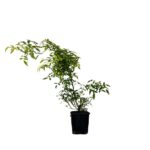 Trandafir ”Nozomi”_plantland.ro