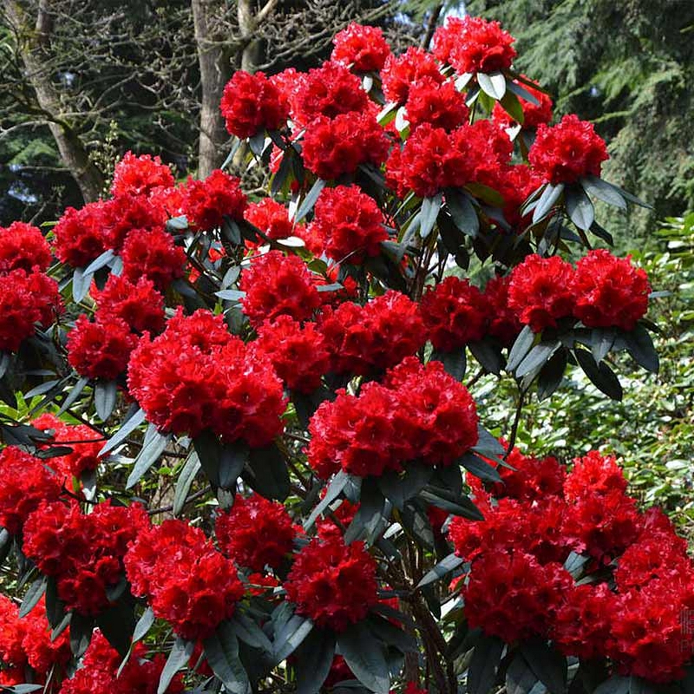Rhododendron ”Doloroso”