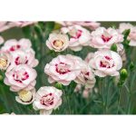 Garoafa ”Dianthus Angel of Virtue”