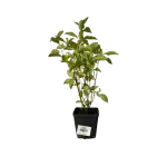 Cornus alba Aurea_plantland.ro