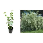IasomiePhiladelphus Coronarius_plantland.ro