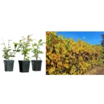 Viță cățărătoare ”Celastrus orbiculatus”_plantland.ro