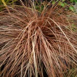 Carex comans Bronze Perfection de 20-25cm la ghiveci C2-C3