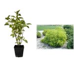 Corn Aurea (Cornus alba Aurea) la ghiveci C2-C3