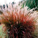 Iarbă Miscanthus sinensis Graziella la ghiveci C2-C3