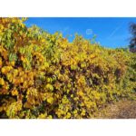 vita-cataratoare-salbatica-matura.1