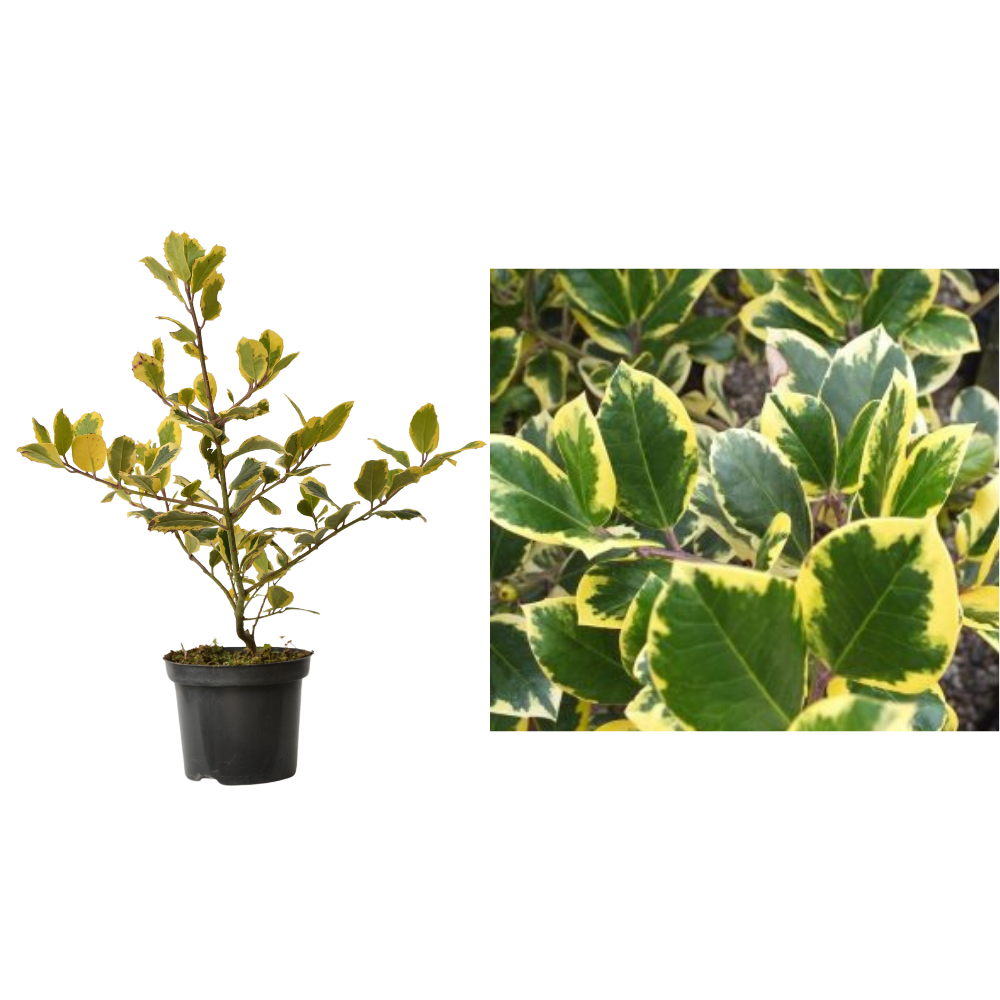 Ilex altaclerensis Golden King la ghiveci C2-C3