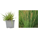 Molinia caerulea Moorhexe la ghiveci C2-C3