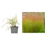 Switchgrass Rehbraun la ghiveci C2-C3