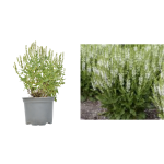 Salvie nemorosa Sensation Medium White la ghiveci C2-C3