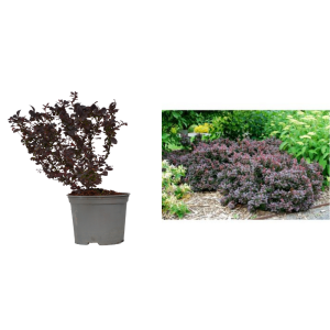 Dracila purpurie (Berberis Concorde) la ghiveci C2-C3