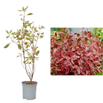 Cornus alba 'Miracle' Verpaalen2 la ghiveci C2-C3