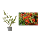 Gutui japonez portocaliu (Chaenomeles superba Orange Trail) de 25-30cm la ghiveci C2-C3