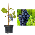 Vitis Nero la ghiveci C2-C3
