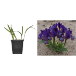 Iris pumila la ghiveci C2-C3