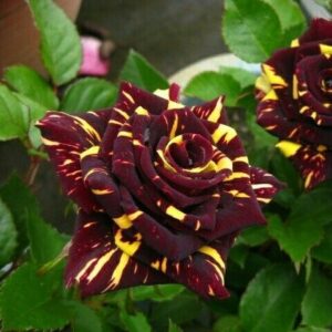 Trandafir Hibrid Hocus Pocus_plantland.ro