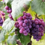 Vita de vie Konkord Rosyjski_plantland.ro