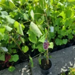 Vita de vie Konkord2 Rosyjski_plantland.ro