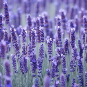 Lavanda Angustifolia_plantland.ro