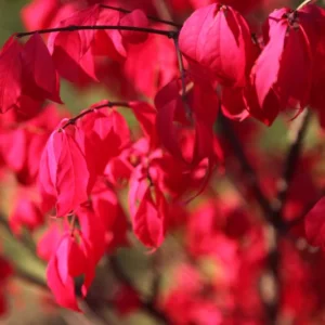 Alatus Compactus_plantland.ro