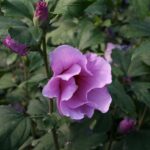 Hibiscus Roz_plantland.ro