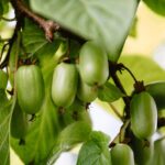 Kiwi Dr. Szymanowski_plantland.ro