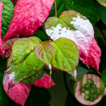 Mini-Kiwi Dr. Szymanowski_plantland.ro