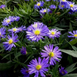 Aster dumosus Island Samoa_plantland.ro