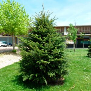 Brad Alb_plantland.ro