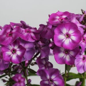 Brumărele Phlox Laura_plantland.ro