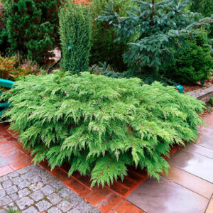 Microbiota decussata_plantland.ro