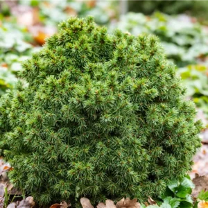 Molid Picea Alberta Globe_plantland.ro