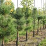 Pin Sylvestris2_plantland.ro