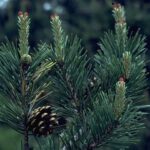 Pin Sylvestris_plantland.ro