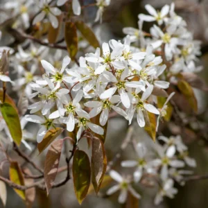 Pom de stafide_plantland.ro