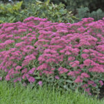 Sedum Carl2_plantland.ro