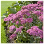 Sedum Carl_plantland.ro