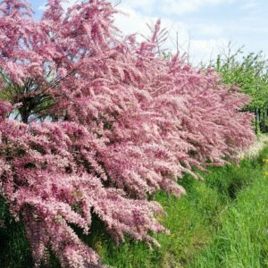 Tamarix_plantland.ro