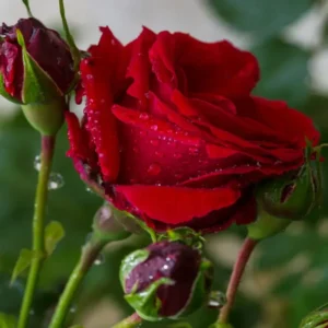 Trandafir Julia2_plantland.ro