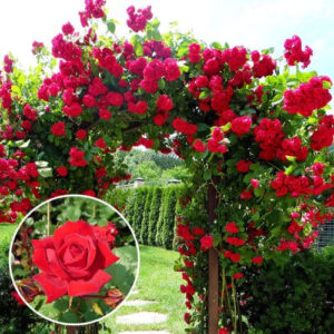 Trandafir Mushimara2_plantland.ro